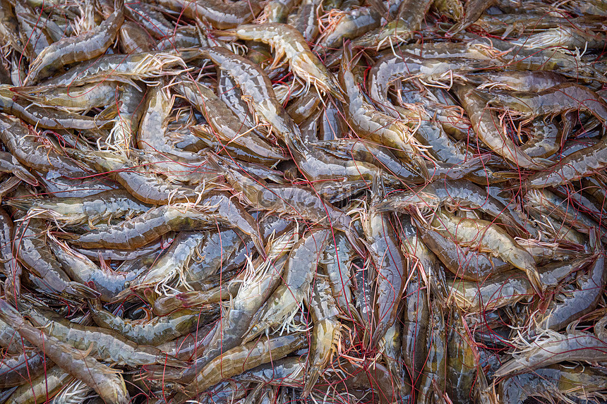 Seafood Pretty Shrimp In The Market Photo Image Picture Free Download 501785181 Lovepik Com