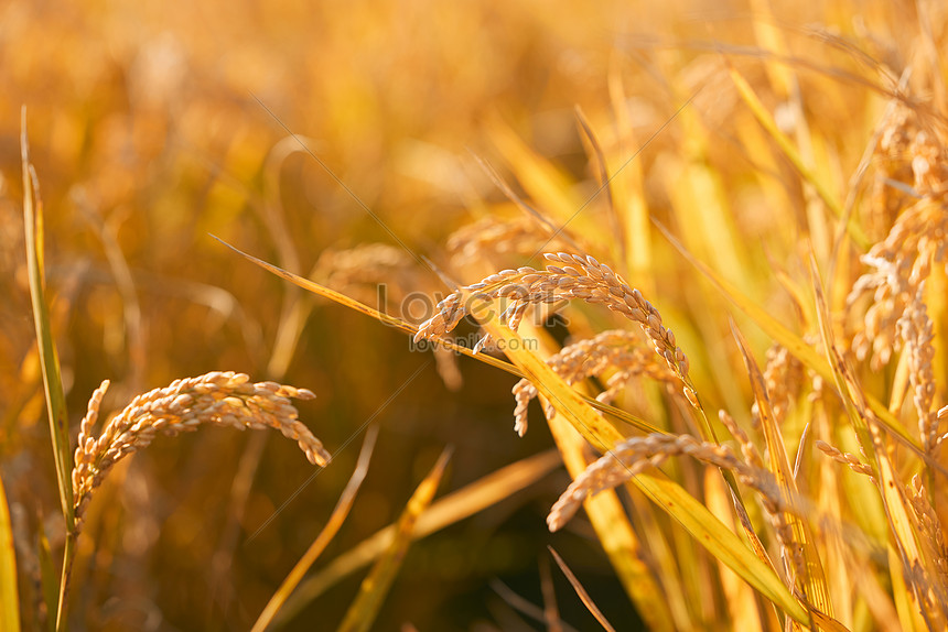 HD wallpaper: close-up photography of green rice plant, Rice, Paddy, Ebro  Delta | Wallpaper Flare