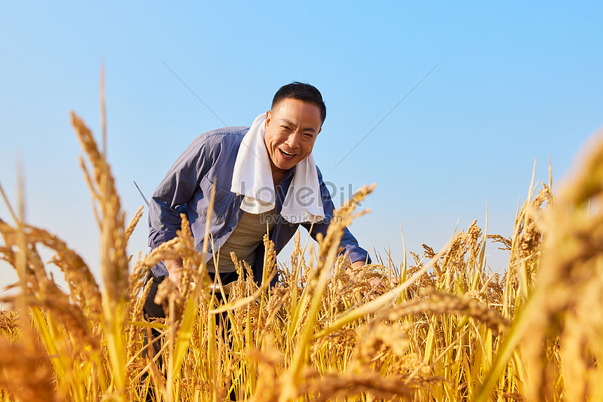 Farmers Have A Good Harvest In Rice Fields In Autumn Picture And HD ...