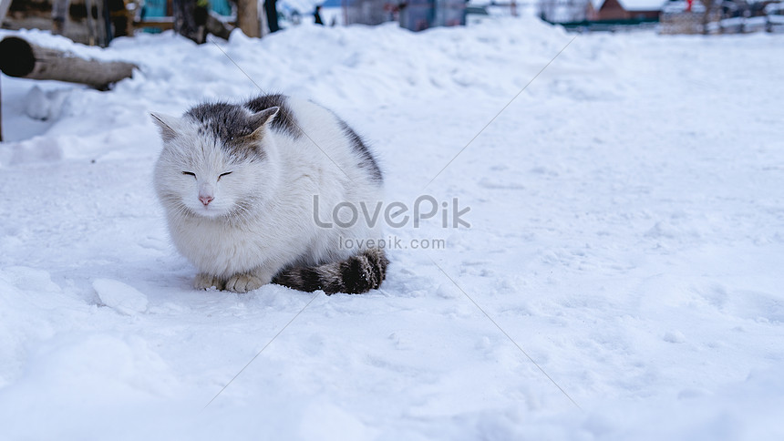 GATOS na NEVE pela primeira vez ❄️🐈 (Vídeos FOFOS) 