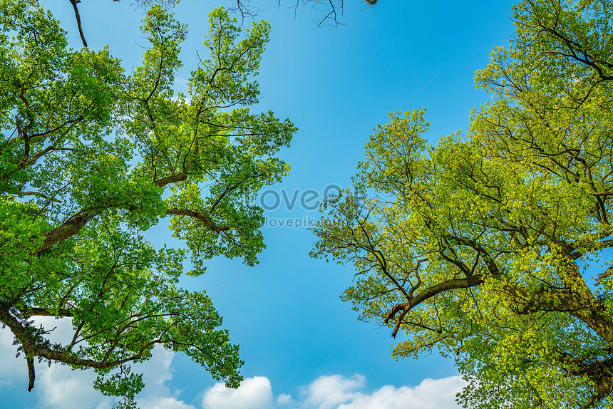 Tuyệt đẹp và mạnh mẽ, cây bầu trời xanh lá trên hình ảnh này đầy sức sống và hy vọng cho tương lai.