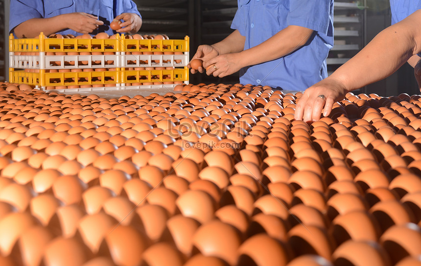 Chicken Farm And Eggs Picture And Hd Photos Free Download On Lovepik