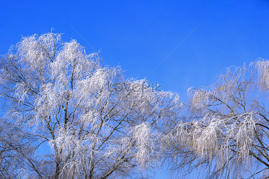 青空の下の冬の幹木の霧氷 写真素材フリー、小雪, 大雪, 風景 画像無料