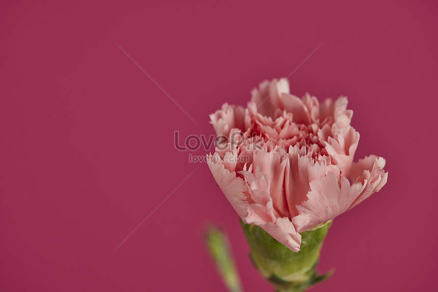 Pop Color Background Carnation Flower Material Picture And HD Photos