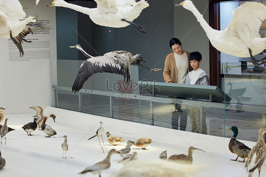 Mother Takes Her Son To Visit Specimens Of Birds And Beasts Picture And ...