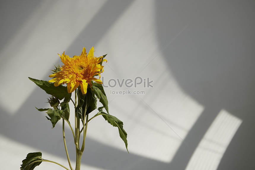 Flor Planta Girasol Foto | Descarga Gratuita HD Imagen de Foto - Lovepik