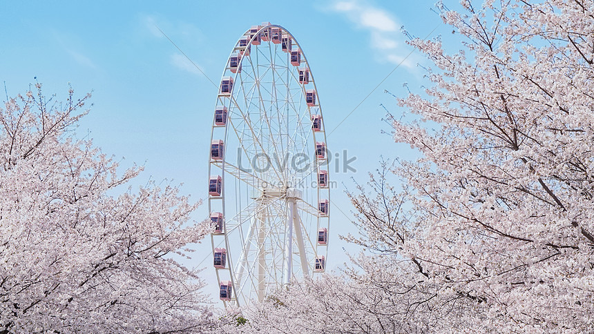 Pink Cherry Blossoms And Ferris Wheel Picture And HD Photos | Free