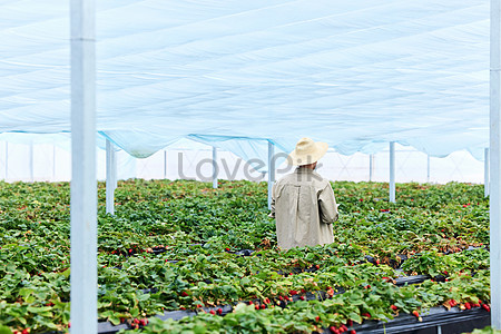 Modern Strawberry Greenhouse Plantation Picture And HD Photos | Free ...