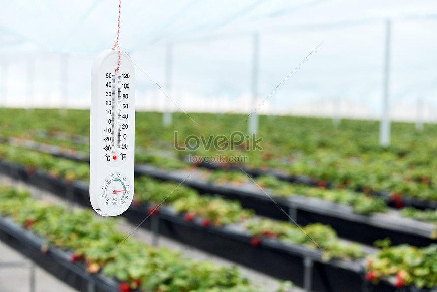 Thermometer in Greenhouse  Download Scientific Diagram