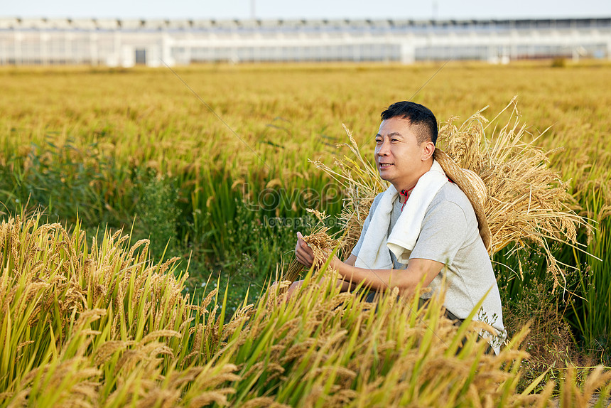 Farmers Squatting In The Rice Fields To Check The Rice Conditions ...