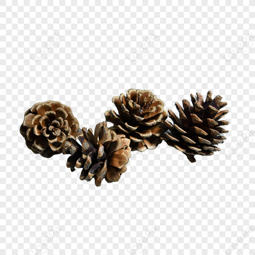 Christmas Pine Fruit Tan, Pine Cones PNG Image, Pine PNG, Pine Fruit ...