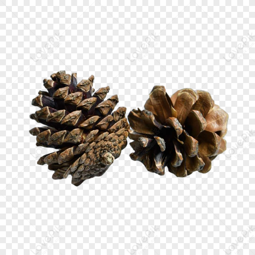 Two Tan Pine Fruits, Pine Cones PNG Image, Pine Ball Download Image PNG ...