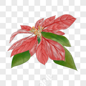 Flor De Navidad PNG Imágenes con Fondo Transparente | Descarga Gratuita en  