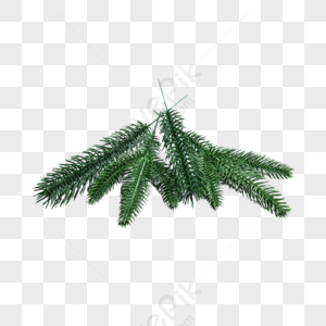 Pine Leaves PNG Images With Transparent Background | Free Download On ...