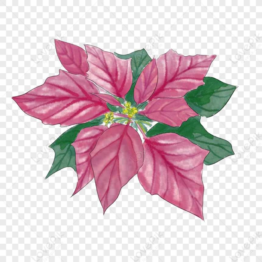 Planta De Flores De Tema De Navidad, Festival Png, Flores Png, Navidad Png  PNG Imágenes Gratis - Lovepik