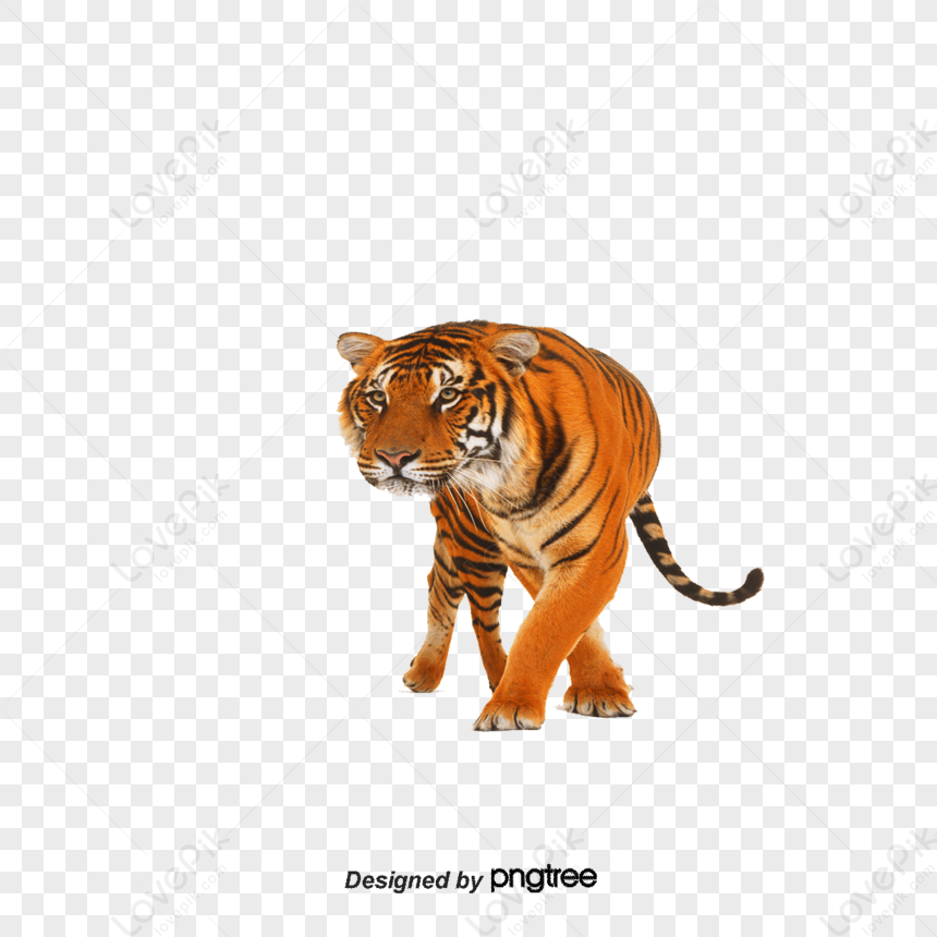 Illustration Animals,collection,animation,large PNG Transparent ...