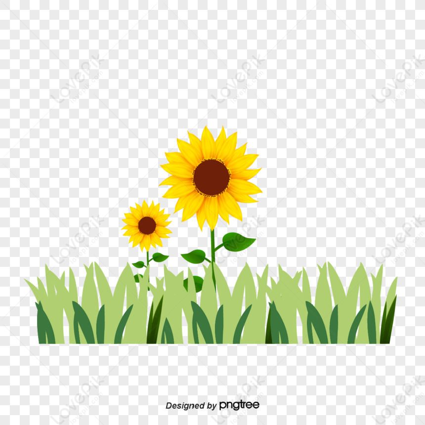 Vector Floating Sunflower,illustration,summer,frame Free PNG And ...