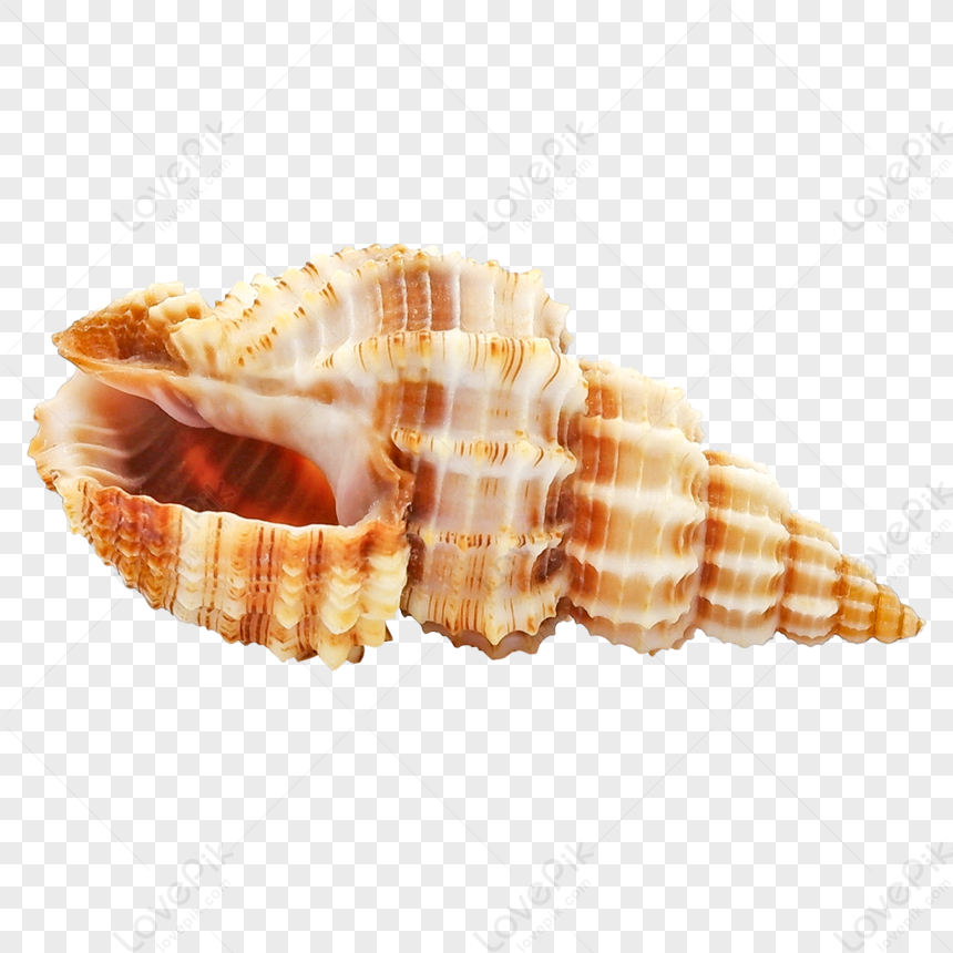 Aesthetic Beautiful Sea Conch Shells,beauty,fine,sea Aesthetics PNG ...