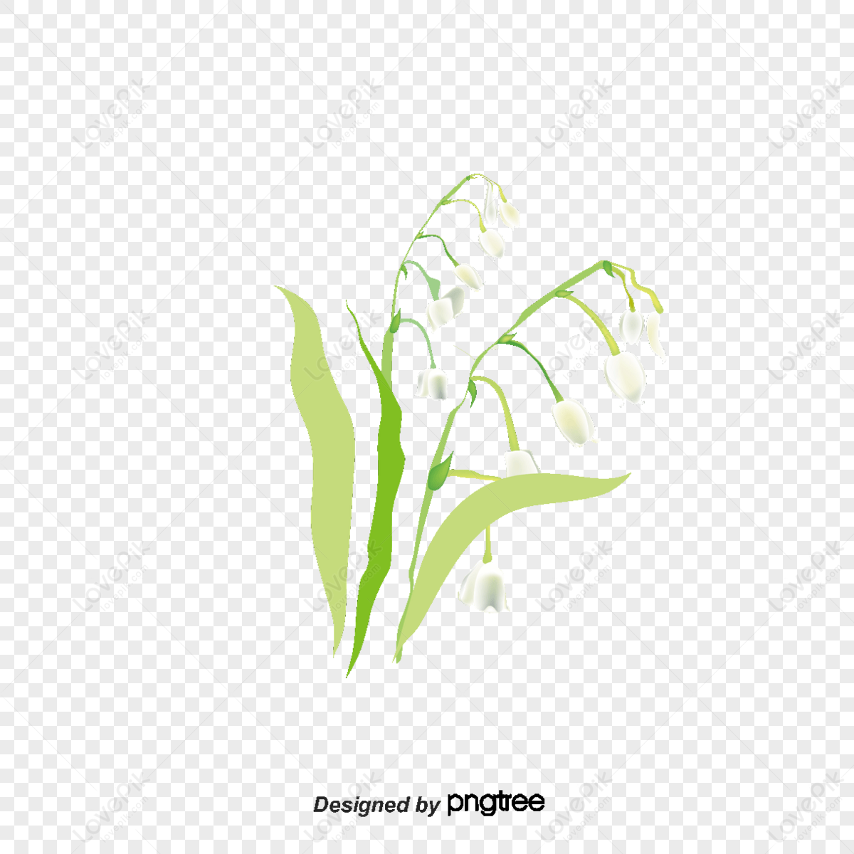 Hoa linh lan trắng đẹp nhất | Hoa, Hoa tươi, Thực vật