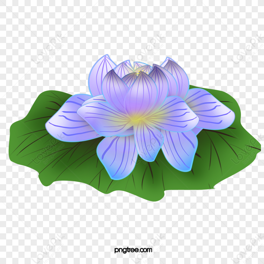 Fiore Di Loto PNG Immagine Gratis, Grafica download su Lovepik