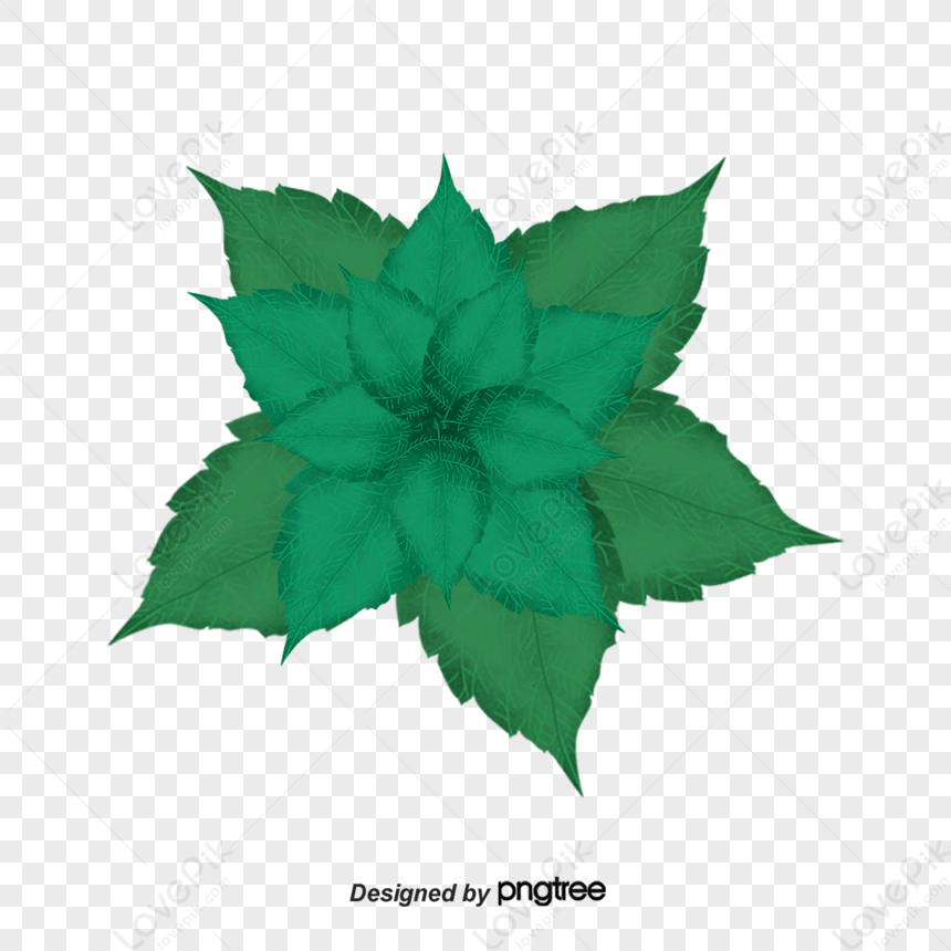 foglie di menta png