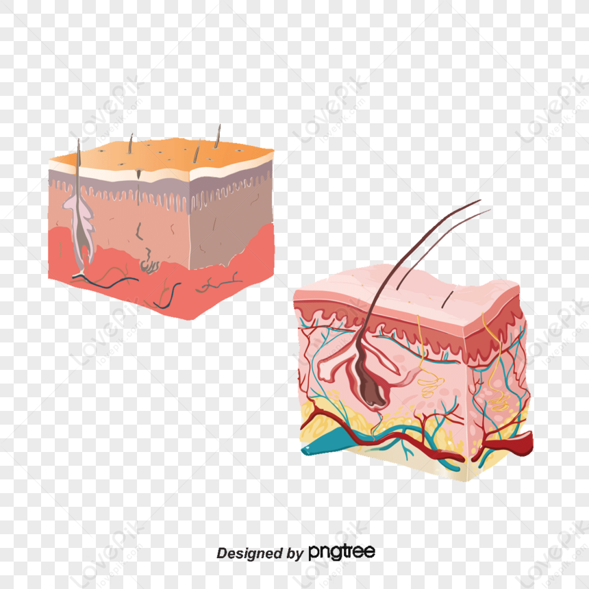 Skin Analysis Chart,muscles,sweat,fat PNG Free Download And Clipart ...