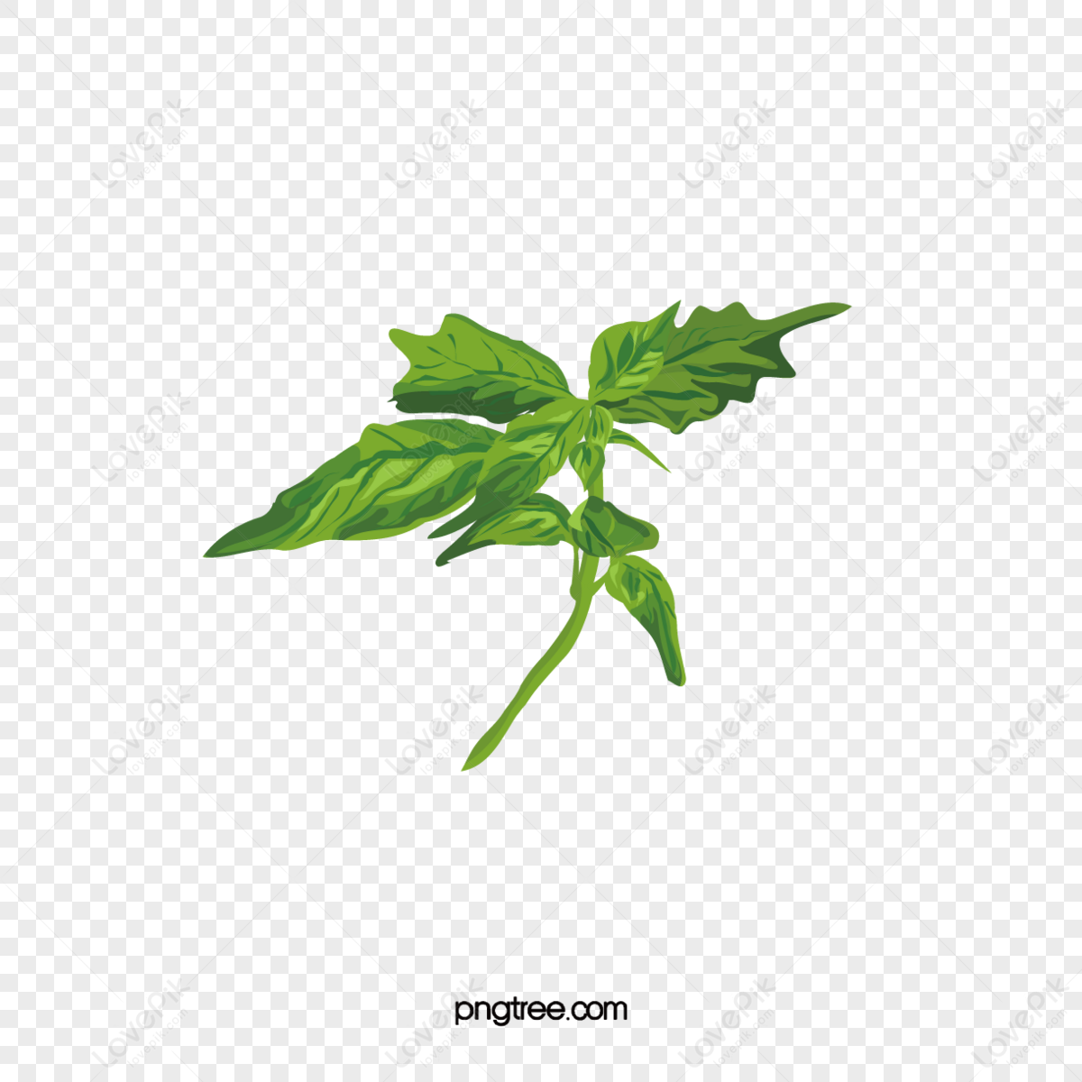 Thai Basil PNG Images With Transparent Background Free Download