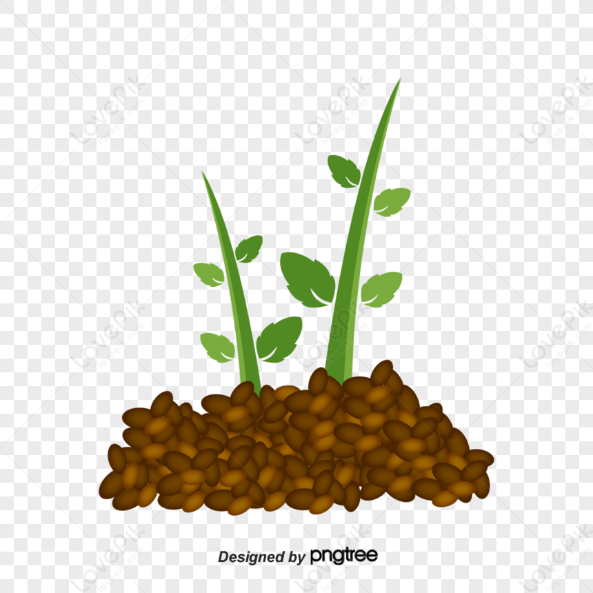 Vector Germinating Seeds Green Seed Germination Germination Png Free