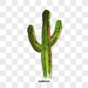 Potted Cactus PNG Images, Drawing Plant, Hand Painted Flowers, Cactus PNG  Transparent Background - Pngtree