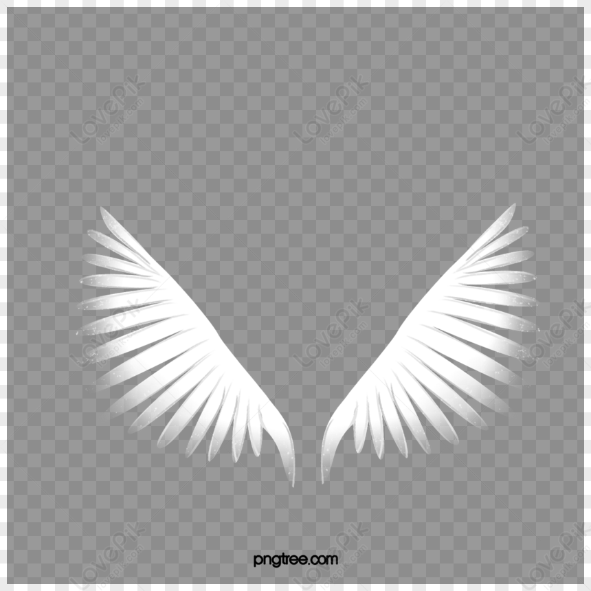 Ailes De Plumes PNG , Plume, Animal, Aile Fichier PNG et PSD pour