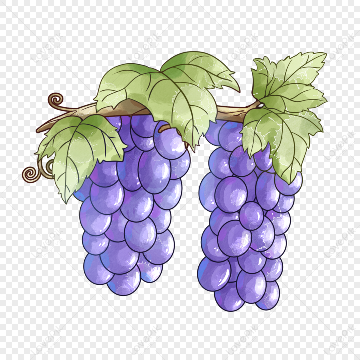 Bunch of grapes. Ink and watercolor drawing - Stock Illustration [97986482]  - PIXTA