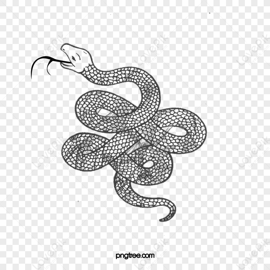 Coiled Snake,magic,strange,tattoo PNG Hd Transparent Image And Clipart ...