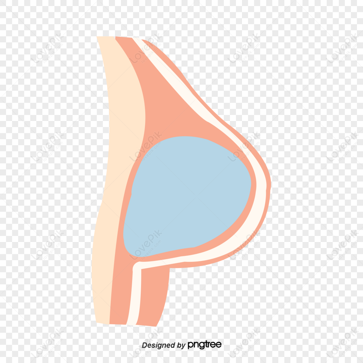 Woman Breasts Anatomy All Areola Banner Template Download on Pngtree