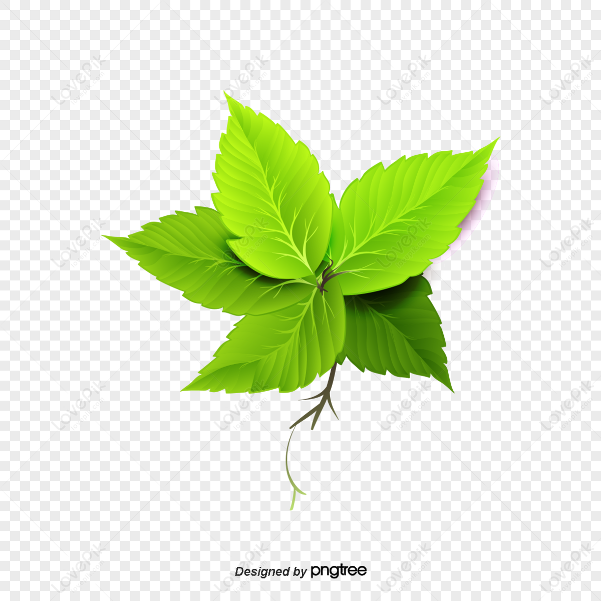 foglie di menta png