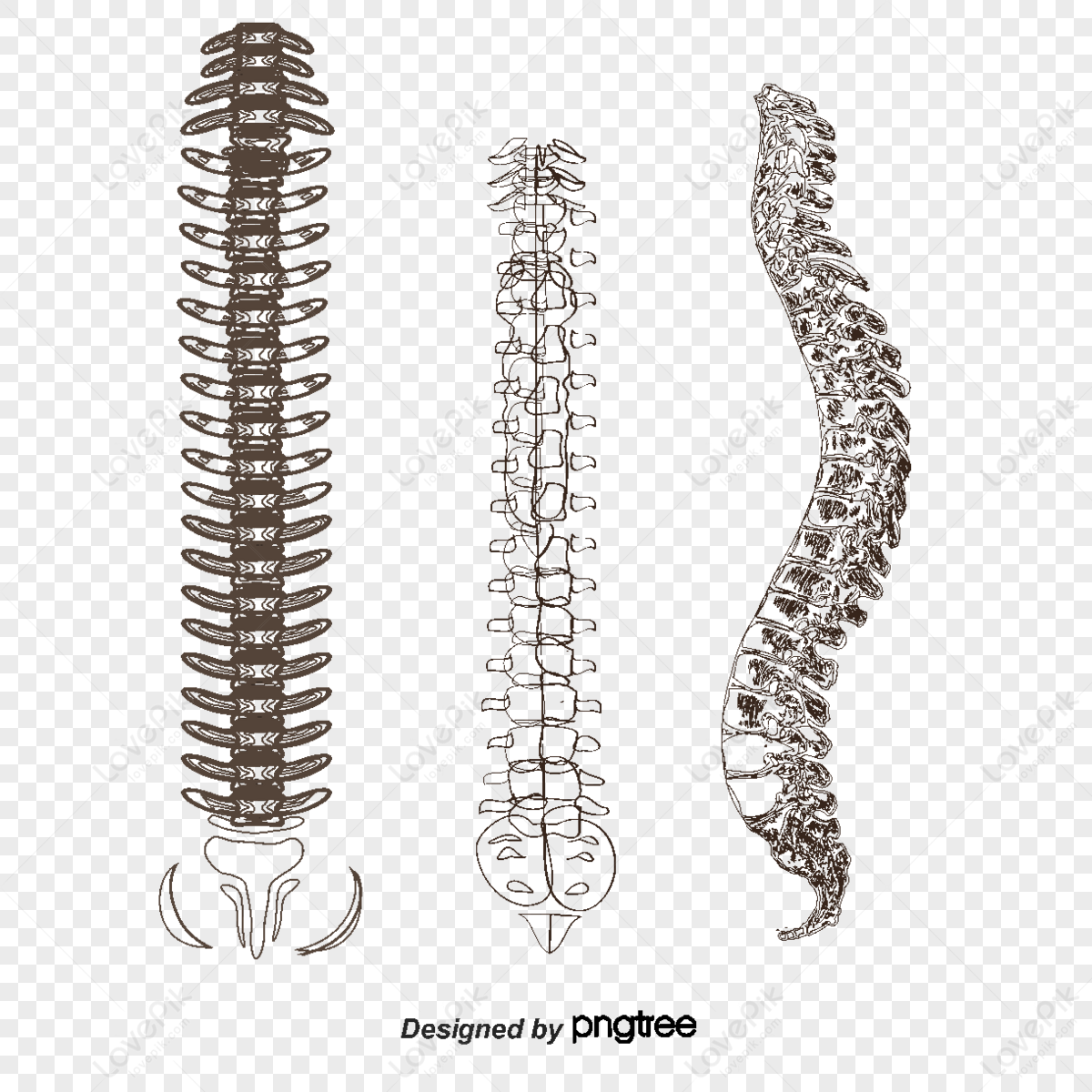 Spinal Cord Schematic Diagram Stock Illustration - Download Image Now -  Spine - Body Part, Anatomy, Human Nervous System - iStock