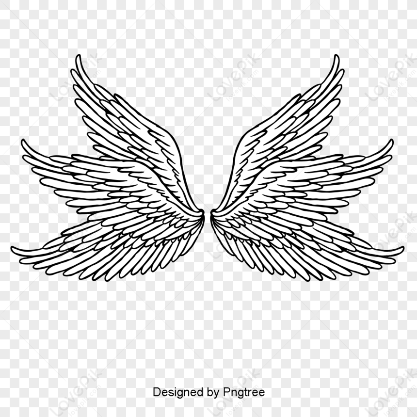 Wing,feather,angel Wings,wings PNG Image Free Download And Clipart ...