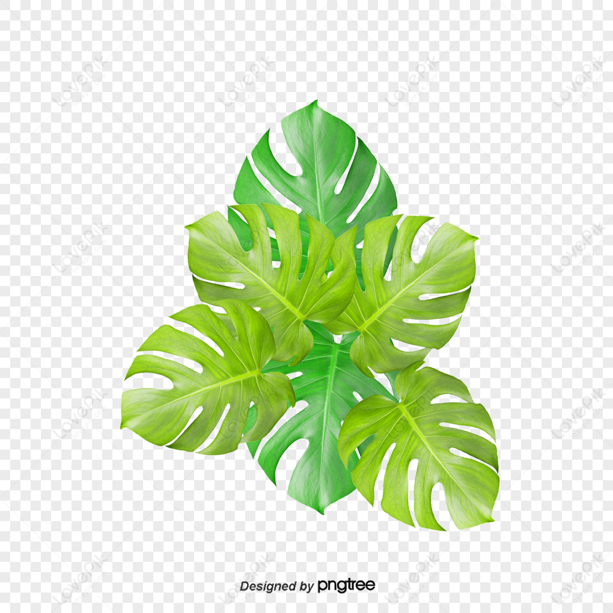 Bush Leaf PNG Images With Transparent Background | Free Download On Lovepik