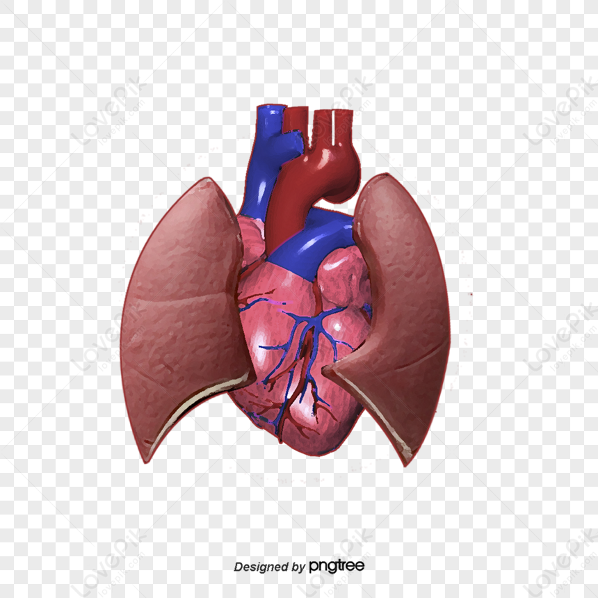 pulmonary veins clipart