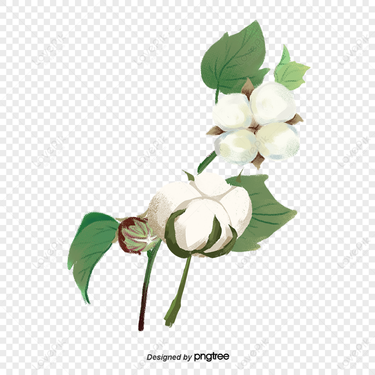 Combed Cotton PNG Images With Transparent Background | Free Download On ...