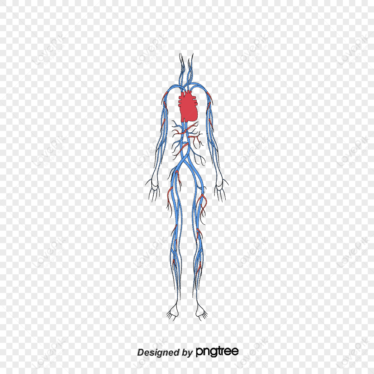 blood-circulation-system-images-hd-pictures-for-free-vectors-download