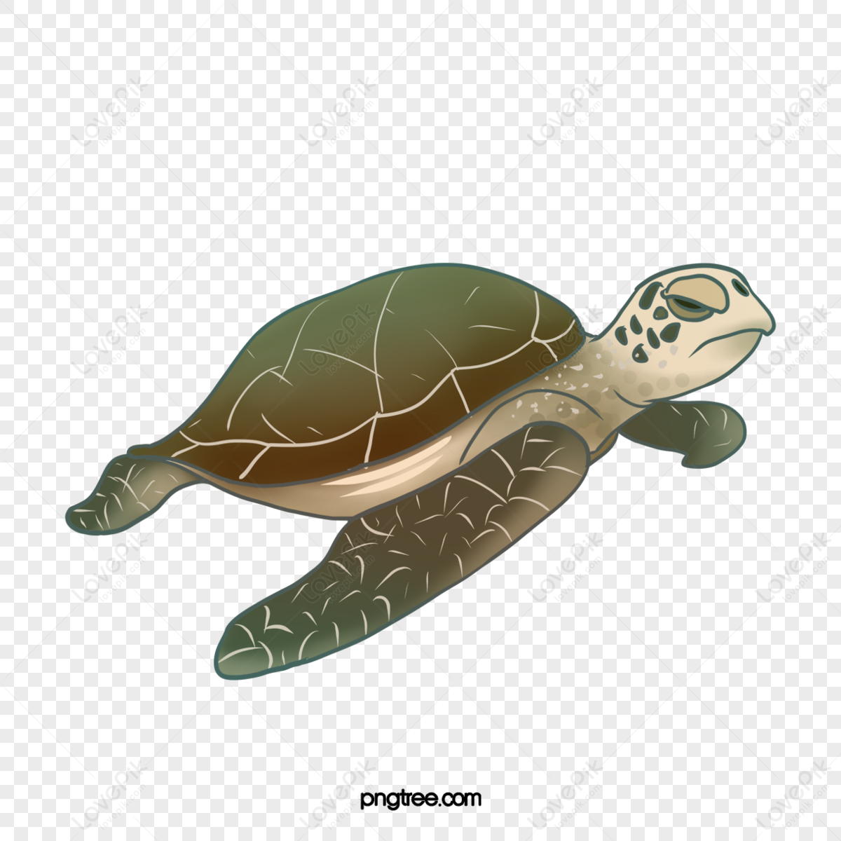 Sea Turtles PNG Images With Transparent Background | Free Download On ...