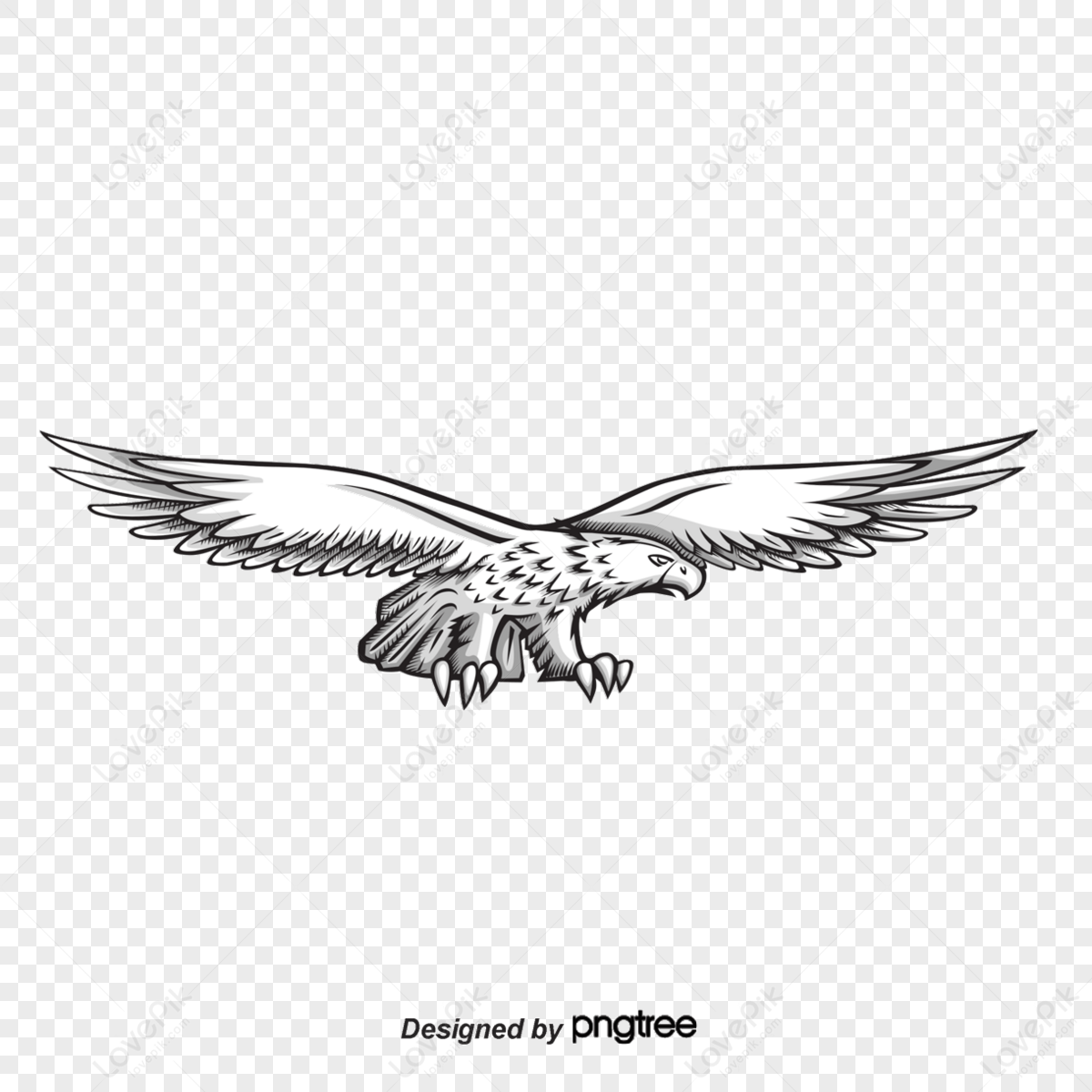 Golden Eagle Flying Swoop Hand Draw Vector. Stock Vector - Illustration of  wings, drawing: 78022776 | Golden eagle flying, Golden eagle, Eagle pictures