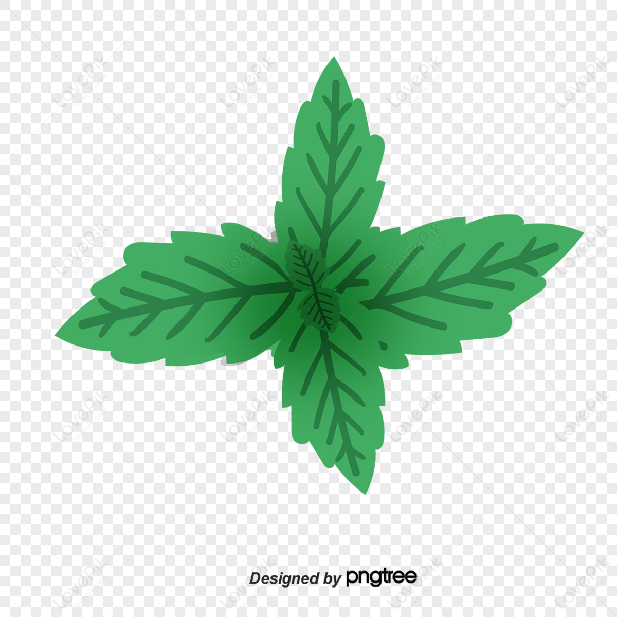 foglie di menta png