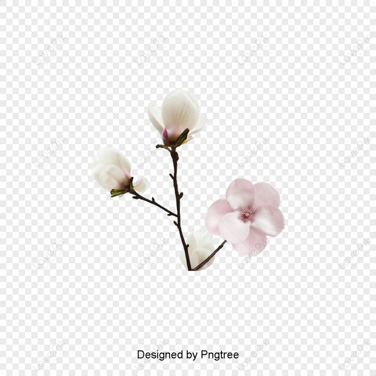 Blossom Flower PNG Image - PurePNG