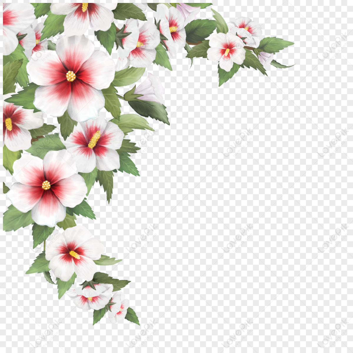 south korea flower hibiscus,hd flowers,japanese hibiscus,illustration free png
