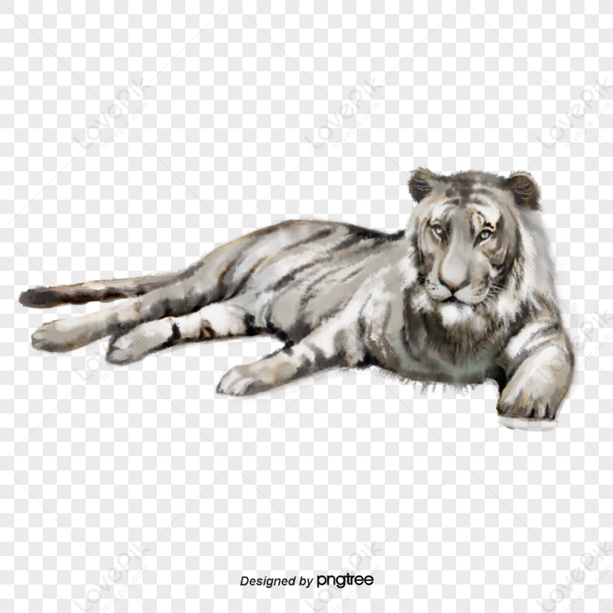 Hand-painted Elements Of Crouching White Tiger,poster,animal PNG Hd ...