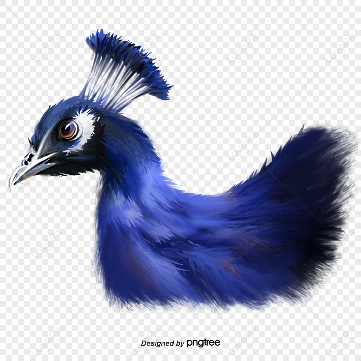 Pavo Wire Hair Fox Terrier The Peacock Bird Anime, Marry me, bird, electric  Blue, feather png | PNGWing