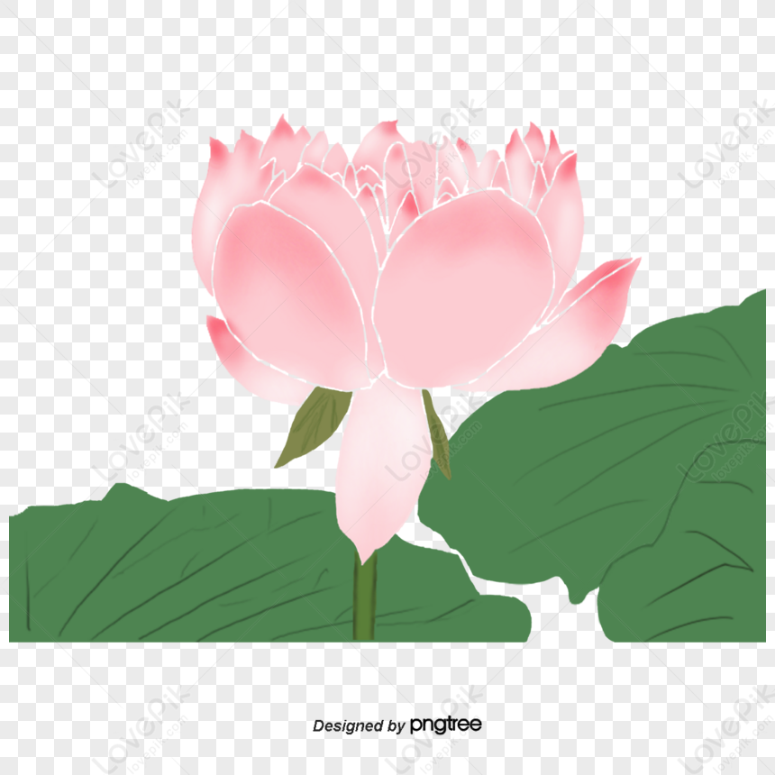 Fiore Di Loto PNG Immagine Gratis, Grafica download su Lovepik