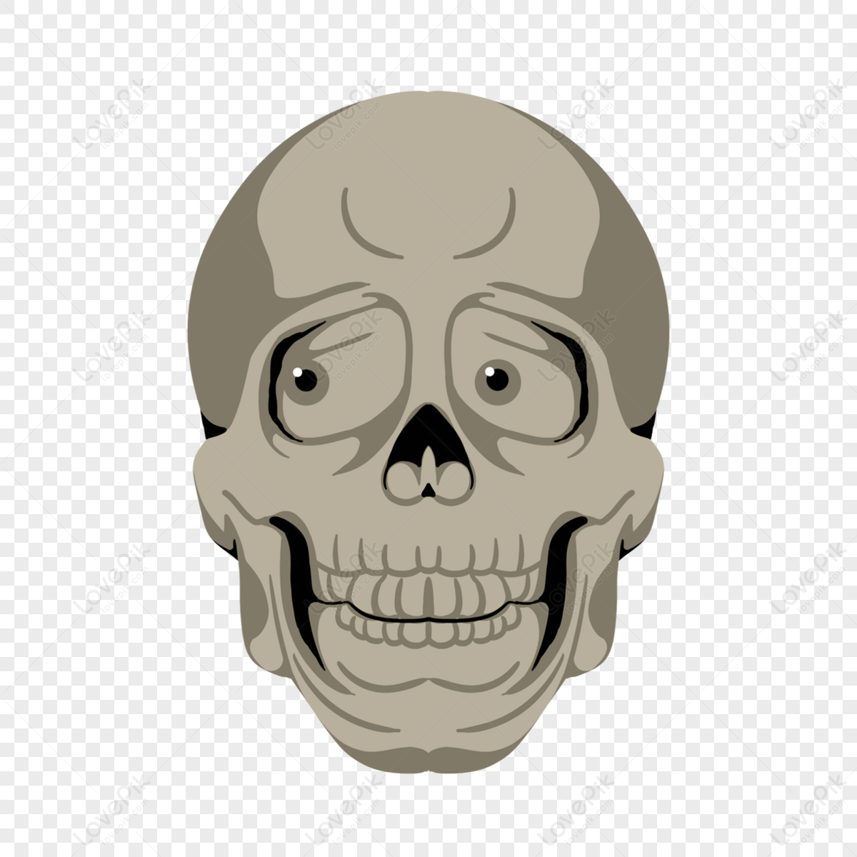 Skull Human skeleton, Skull, face, people, head png | Klipartz