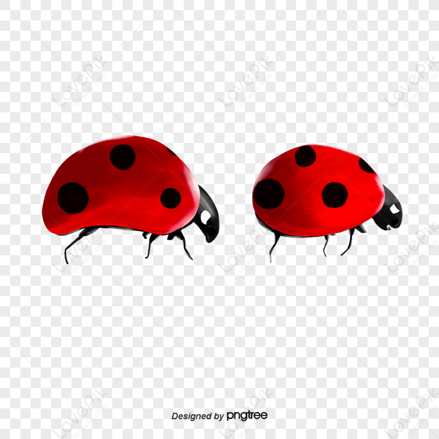 Ladybug PNG , Insect, Animal Imagem PNG e PSD Para Download Gratuito